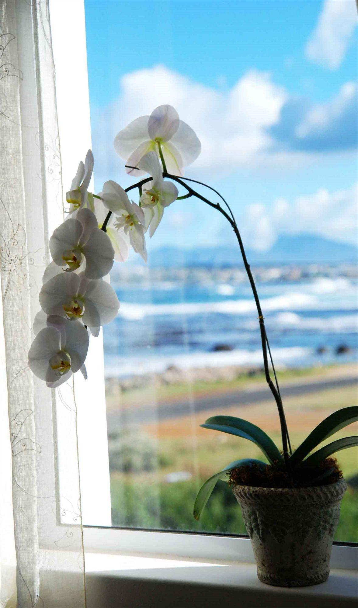 138 Marine Beachfront Guesthouse Hermanus Kültér fotó